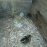 Day old chicks Image 4