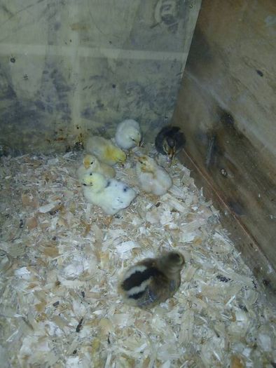 Day old chicks