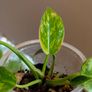 Philodendron Green Congo Hybrid ( Nuclear) Image 3