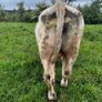 3 purebred registered charlaois bulls for sale Image 10