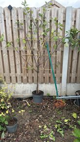 Apple Tree - fan trained