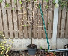 Apple Tree - fan trained