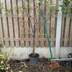 Apple Tree - fan trained