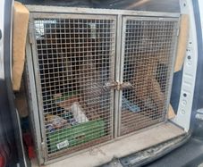 Dog Cage / Greyhound Cage