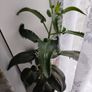 Mother of Thousand plant Image 4
