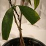 Young Lychee Plant . Grown from Seed Image 2