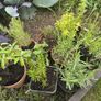 mature herb plants Image 2