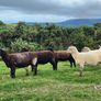 Ewe Hoggets Image 2