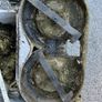Honda 2417 Mower Deck. Image 3