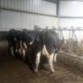 Incalf dairy cows Image 7