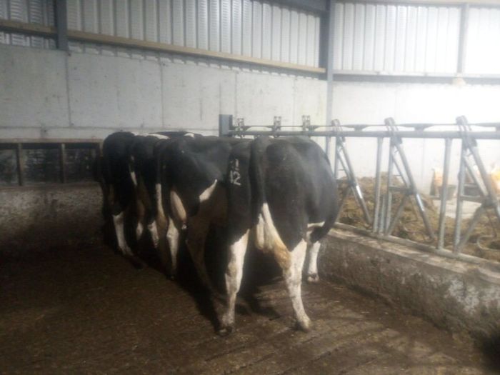 Incalf dairy cows