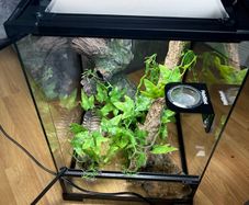 HabiStat Glass Terrarium