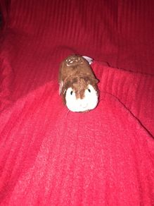 Zhu zhu Pets hamster