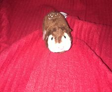 Zhu zhu Pets hamster