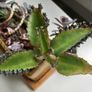 Indoor succulents with ceramic pot Image 4