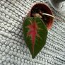 Caladium each 10 Euro Image 3