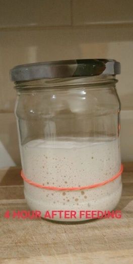 sourdough starter