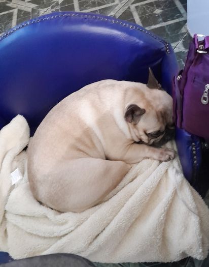 Pet Bed