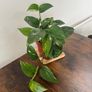 Golden pathos house plant Image 2
