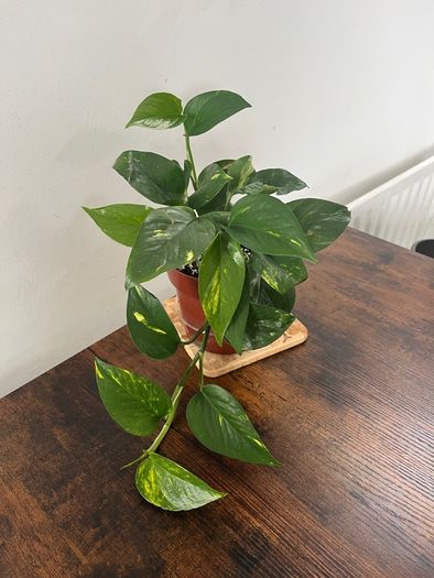 Golden pathos house plant