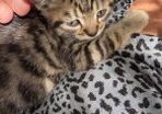 kittens