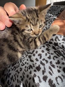 kittens