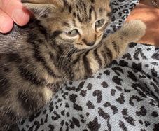 kittens
