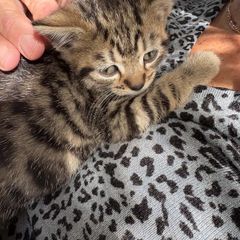 kittens