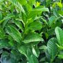 Laurel Hedging Image 5