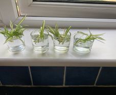 Plants free to a good home