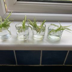 Plants free to a good home