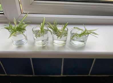 Plants free to a good home