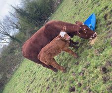 Cow and calf for sale