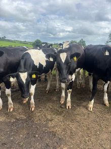 Top quality Heifers for sale