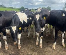Top quality Heifers for sale