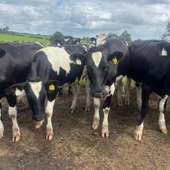 Top quality Heifers for sale