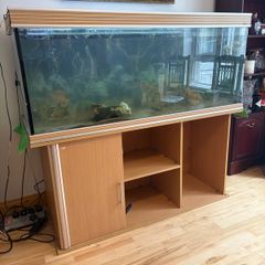 large fish tank