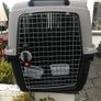 Domestic pet Bracco transport 5 Image 2