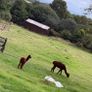 Stud Alpaca & Female Alpaca with Cria Image 4
