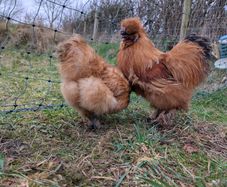 hatching eggs