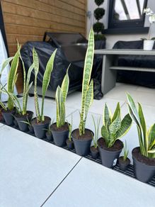 Snake Plant