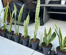 Snake Plant