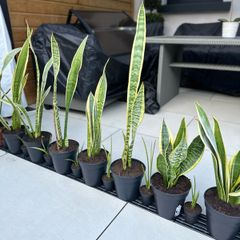 Snake Plant