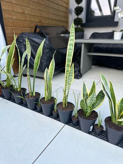 Snake Plant