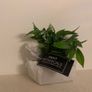 NEXT artificial plant Image 4