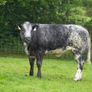 Roan Blue Heifers for Gortatlea Mart Image 4