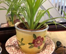 Lesser & Pavey "Leonardo Collection" Spring Roses Hand Painted Planter & Original Box