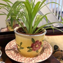 Lesser & Pavey "Leonardo Collection" Spring Roses Hand Painted Planter & Original Box