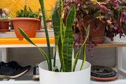 indoor plants