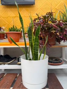 indoor plants